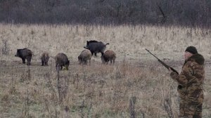 Охота с лабаза. Лисы, косули, лоси. Hunting from the storage. Foxes, roe deer, moose.