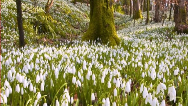 ПЕРВЫЕ ВЕСЕННИЕ ЦВЕТЫ смотреть онлайн