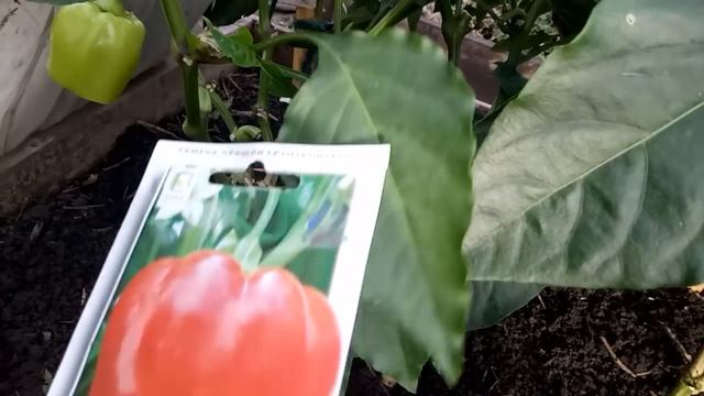 Самый урожайный перец для открытого грунта и теплиц! Обзор сортов. Урожай 2020г. смотреть онлайн