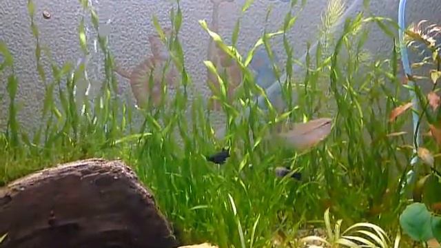 Аквариум после лечения смотреть онлайн