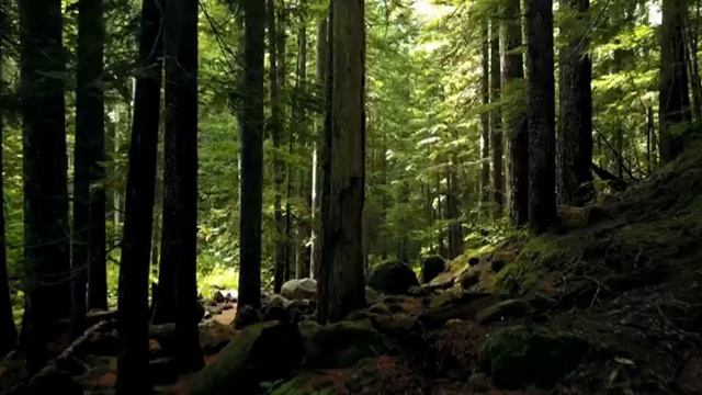 Birdsong in the forest/пение птиц в лесу утром/Nature Sound/Звуки природы смотреть онлайн