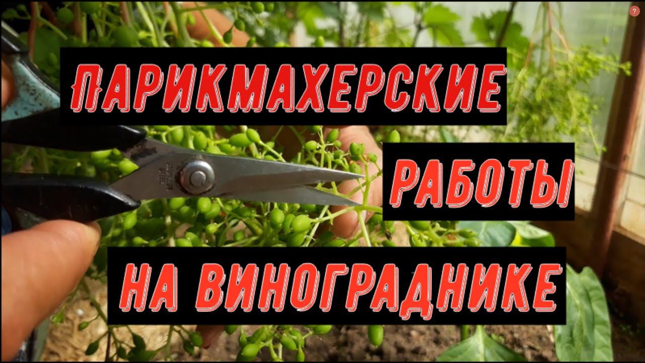 Парикмахерские работы на винограднике смотреть онлайн