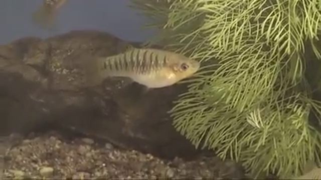 poecilia nigrofasciata смотреть онлайн
