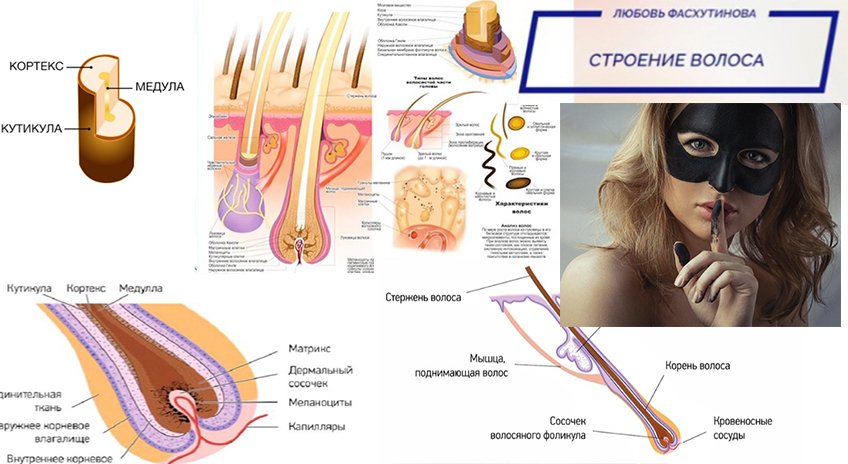 №02 Окрашивание волос Код цвета Строение волоса
