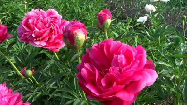 Пион Харизматик / Peony Charismatic - Сад на Волхове