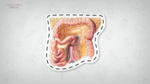 Анатомия Брюшина