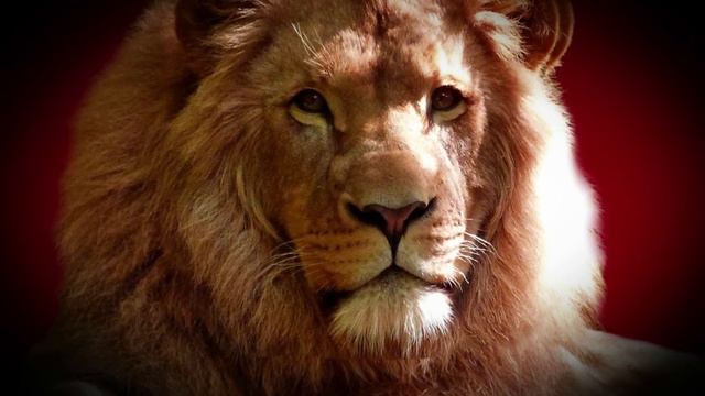 Lion hd 4k смотреть онлайн