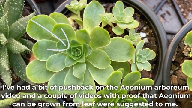 Propagating Aeonium From Leaf- The Big Experiment Part1/ Can Aeonium Grow From Leaves смотреть онлайн