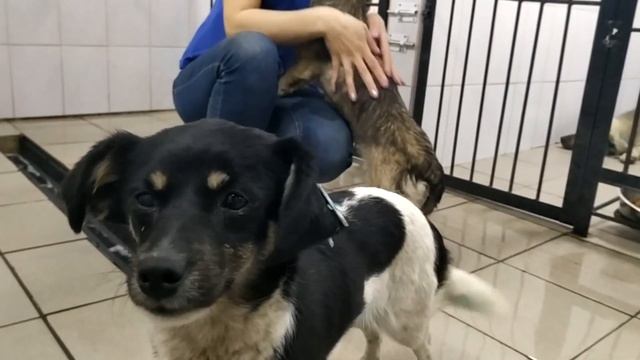 Маленькие ручные собачки смотреть онлайн