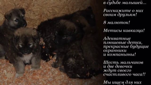 Метисы кавказца ищут дом смотреть онлайн