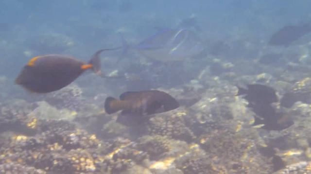 Синепёрый каранкс 2019 4K - часть 2 смотреть онлайн