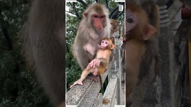 The Best of Monkey Videos - A Funny Eating Monkeys Compilation Ep209 смотреть онлайн