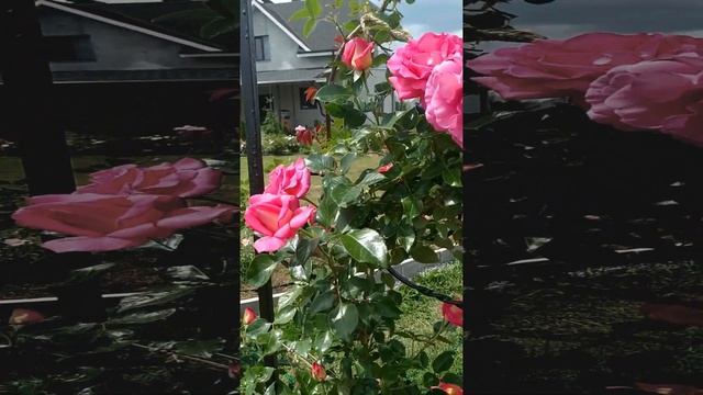 Делаем узкий сад шире | 4 способа визуально расширить участок смотреть онлайн