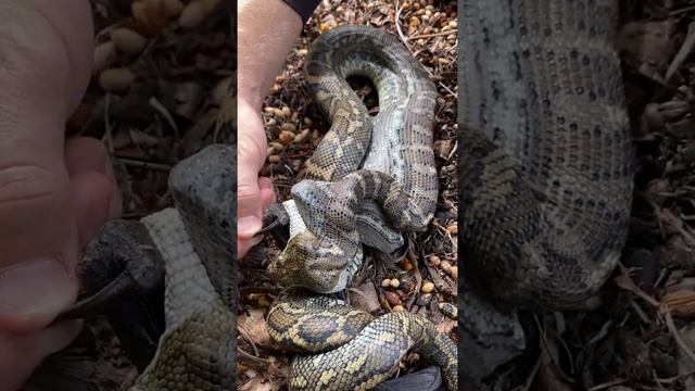 Small Carpet Python swallows large bat! ? ? смотреть онлайн