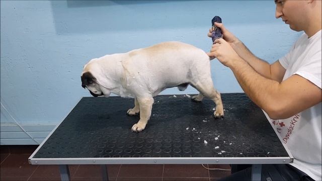 Shaving A Pug- Whole Process