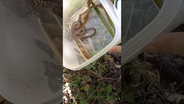 Snake rescue/ Kitten finds a baby spotted children's python /Catch and release смотреть онлайн