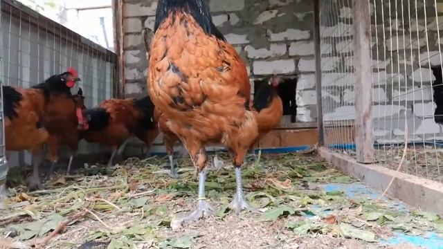 Форверк (4мес) ///Forverka///Vorwerk/// Продажа петухов (ПРОДАНЫ!) смотреть онлайн