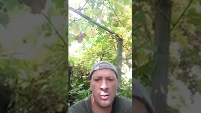 539.19.07.ऐ.£.8.4¿.ОЦЕНКИ.ФРУКТЫ.И.ВКУСЫ.100.ШТУК.  PROPHET. SHCHERBAKOV. ЩЕРБАКОВ АРТЕМ .AGRO. АГРО