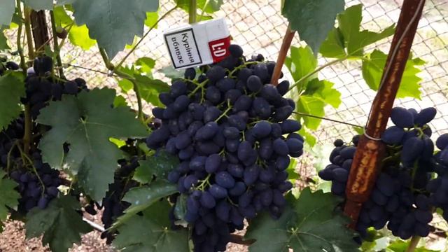 Ранняя надежда 2015 старый куст смотреть онлайн