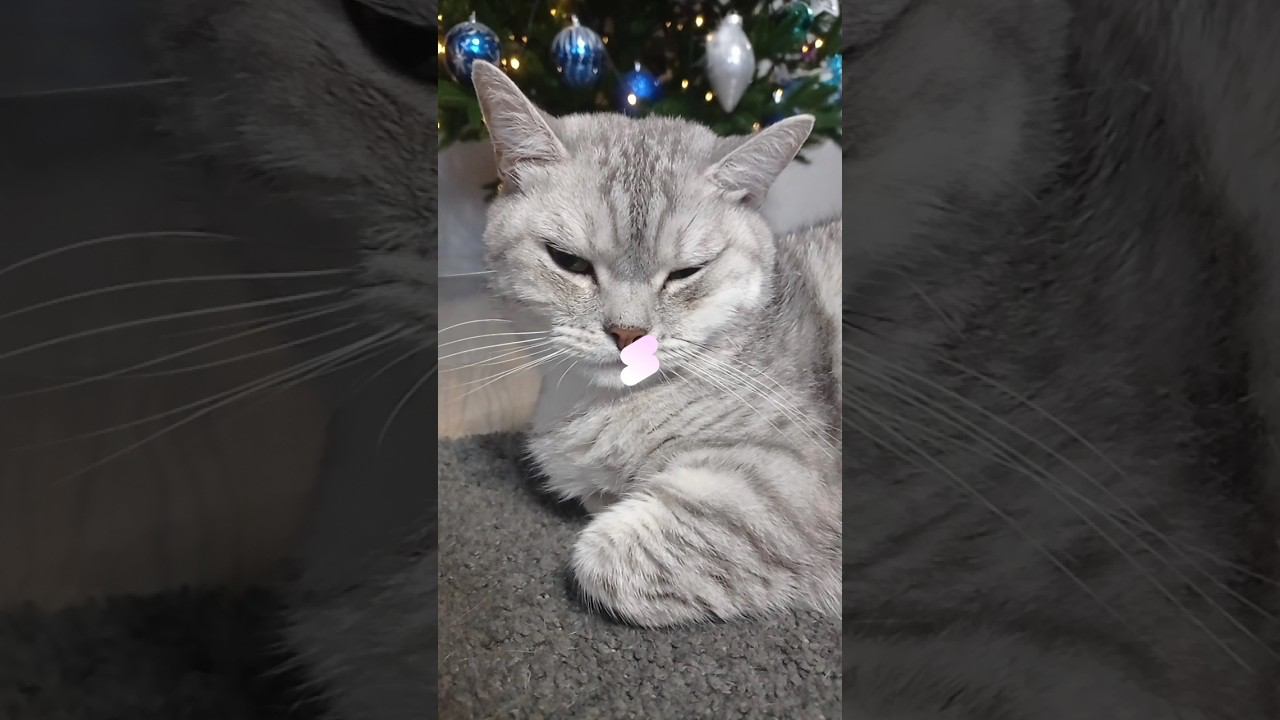 Котик замёрз! #Shorts смотреть онлайн