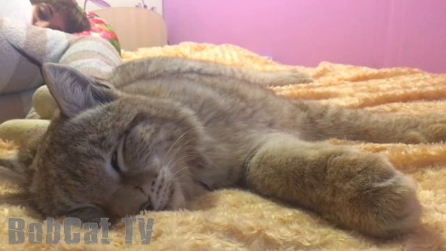 ЛЕНИВАЯ ПАРОЧКА БОЛЬШИХ КОШЕК смотреть онлайн