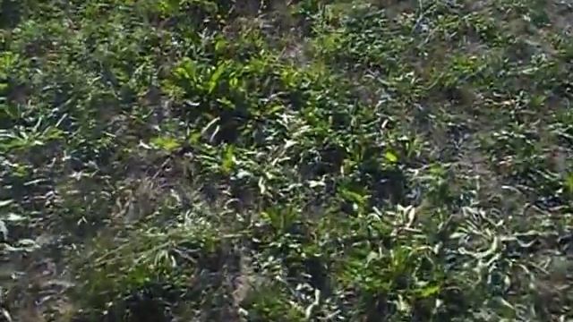 Отдых в деревне видео №1 смотреть онлайн