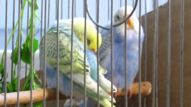 Волнистые попугаи и канарейки. Новости смотреть онлайн