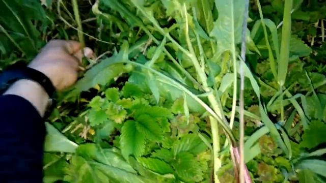Выжить в лесу. Сурепка. Полезная, вкусная трава в полевых условиях. Секреты выживания. смотреть онлайн
