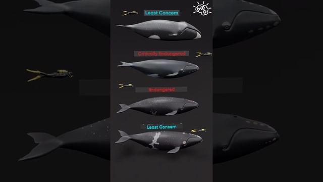 ? Right whales. Whales. смотреть онлайн