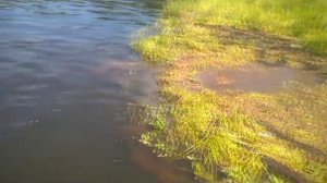 ГОЛОВОЙ В БОЛОТО!!! НЕ ПОВТОРЯТЬ!!!  The boys dive into the swamp, head for the gold