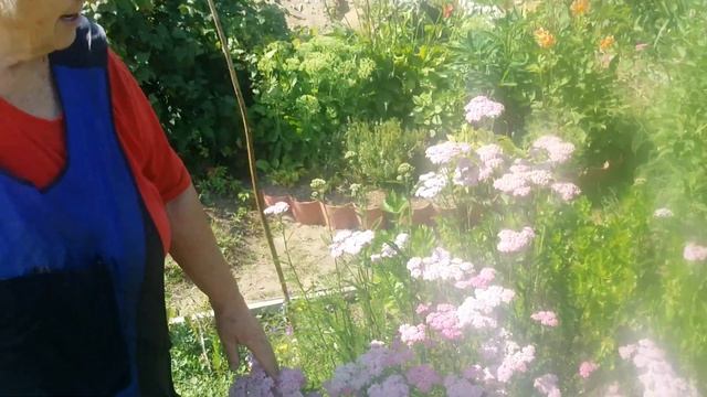 лечебное растение тысячелистник смотреть онлайн