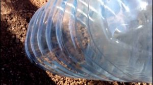 РАЗМНОЖАЕМ СОРТОВУЮ ШЕЛКОВИЦУ ОСЕННИМИ ЧЕРЕНКАМИ. Провожу эксперимент