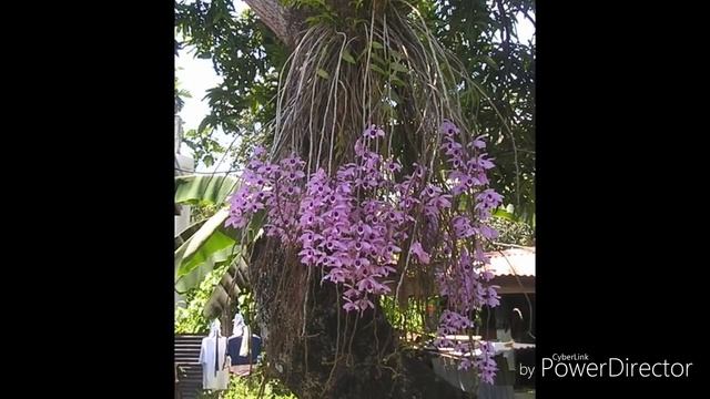 Орхидеи в природе !!! Это надо увидеть. Эту красоту не возможно не любить, просто отдохните душой. смотреть онлайн