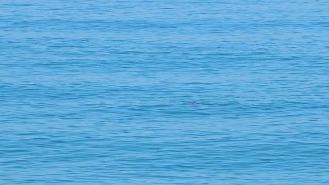 #абхазия #абхазия2023 #пицунда #дельфины #море смотреть онлайн