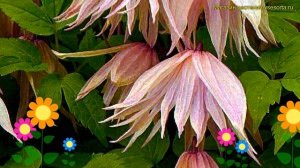 Клематис гибридный Пинк Свинг. Краткий обзор, описание характеристик clematis Pink Swing