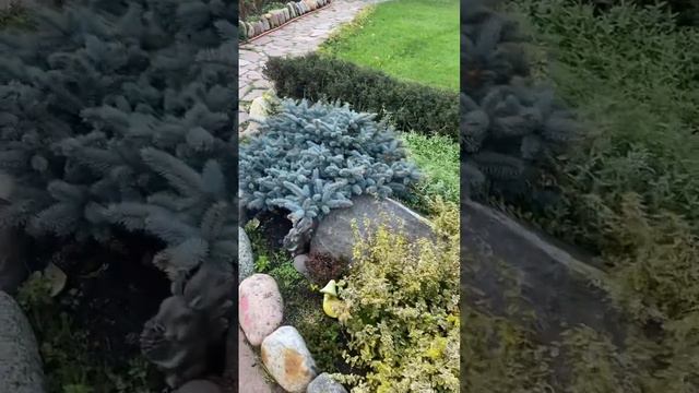 Клумба из многолетников #дача #природа #огород #сад #цветы #flower #hacienda смотреть онлайн