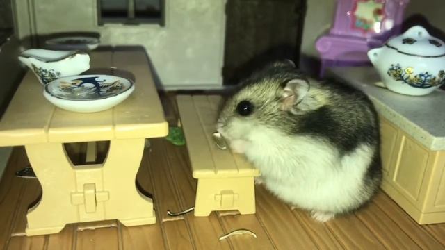 Хомяк наводит порядок в своём доме / Hamster cleans up his house смотреть онлайн