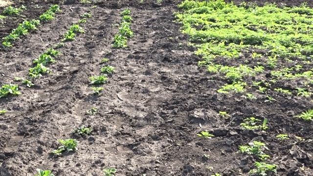 Лазурит от сорняков на картофеле