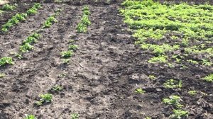 Лазурит от сорняков на картофеле