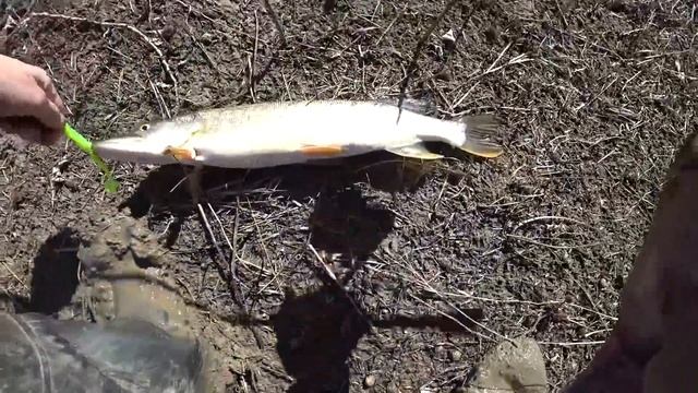 АСТРАХАНЬ. ТАКУЮ РЫБАЛКУ ЖДАЛ ВСЮ ЗИМУ. Ловля щуки на спиннинг. Рыбалка весна 2021. смотреть онлайн