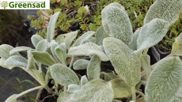 Чистец византийский «Олимпикус» видео обзор от Greensad смотреть онлайн