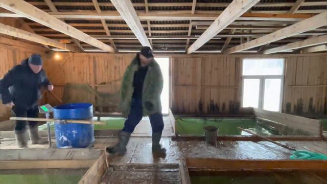 Запуск 200 кг. форели на ВИП. 11.03.23 смотреть онлайн