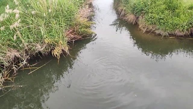 Сочи. Орнитологический сад. Крыса в воде. смотреть онлайн