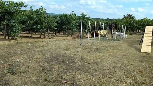 Ingrid agility 2011.07.05. смотреть онлайн