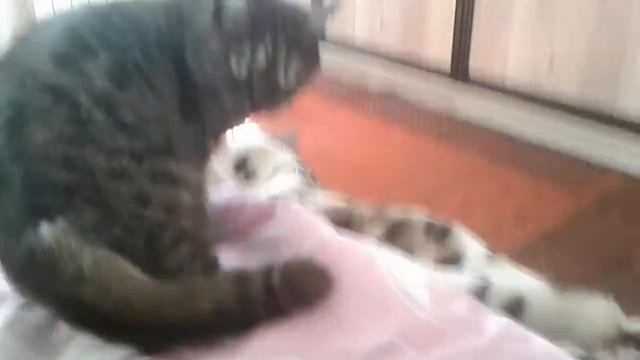 Как кошка реагирует на вибрацию планшета) смотреть онлайн