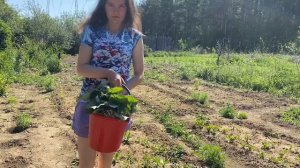 Заготовка Мать и Мачехи. Полезные свойства.