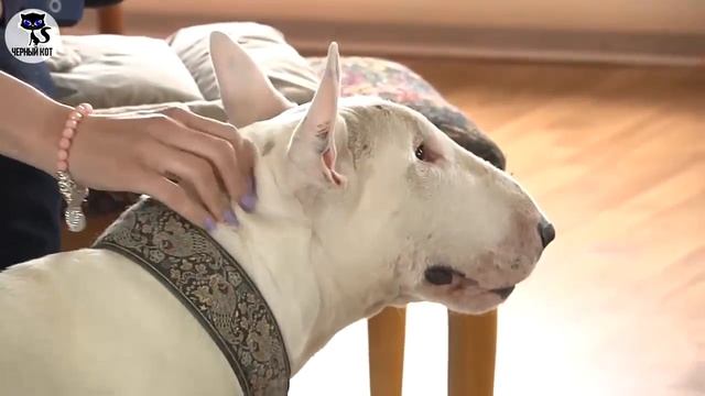 ✔ Бультерьер, 5 причин завести БУЛЬТЕРЬЕРА. Кому не стоит заводить эту породу? смотреть онлайн