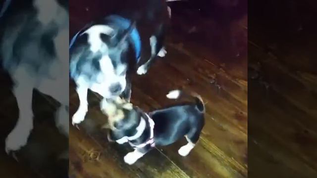 Kizzie Jane and Little Bit 4 смотреть онлайн