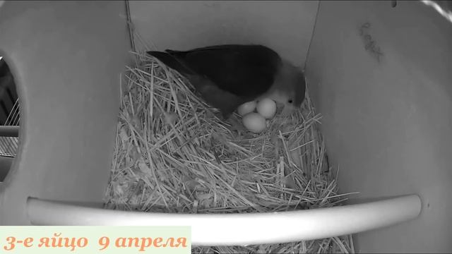 Этапы размножения моих неразлучников Гарика и Буси Часть 1 смотреть онлайн