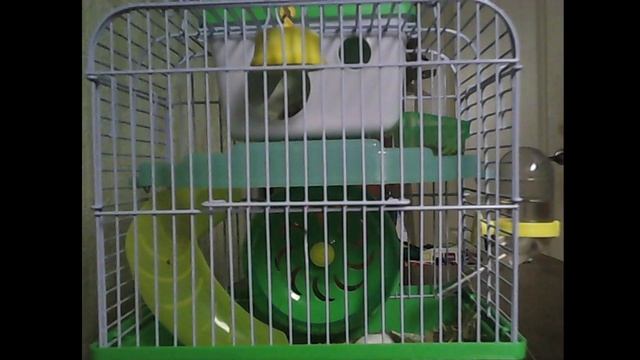 Японские карликовые мыши смотреть онлайн